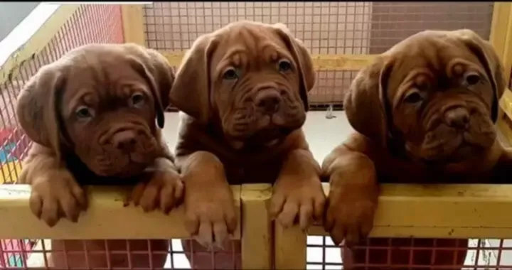 'Yavru köpek eğitimi nasıl verilir ?' sorusunun yanıtı için bizimle iletişime geçin !