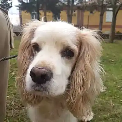 Köpek kreşi İstanbul Anadolu Yakası hizmeti için bizimle iletişime geçmeniz yeterli.