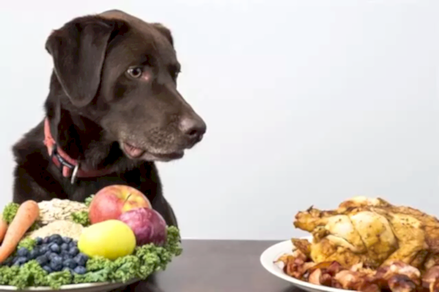 Köpeklerin beslenme sürecine yaş, fiziksel yapı, gebelik ve hastalık durumu gibi birçok faktör etki eder.
