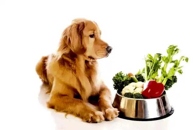 Köpeklerde sürekli mama değiştirmek doğru bir yaklaşım değildir.