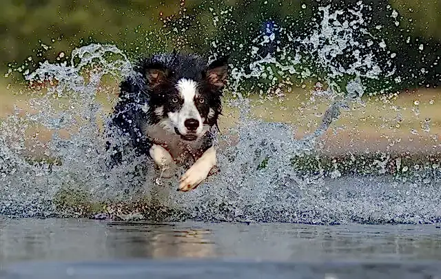 Sıcak havalarda köpeklerimizin su kaplarının takibini çok daha sıkı yapmamız gerekir.