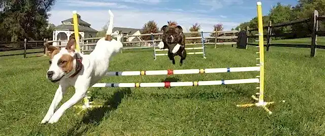 Egzersiz yapan dostlarımız, çok daha fazla suya ihtiyaç duyar.