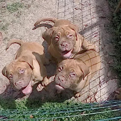 'Köpeklere kaç öğün yemek verilir ?' sorusunun yanıtı değişkenlik gösterir.