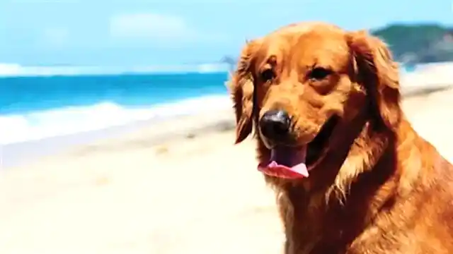 Deniz manzarasında poz veren bir Golden köpeğimiz.