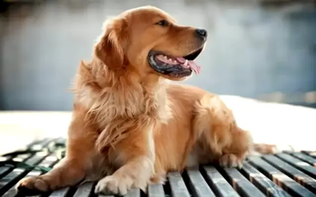 Golden köpekler, dost canlısı olmasının yanı sıra oldukça da zekidir.
