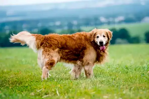 Golden Retriever türleri içerisinde değerlendirilen üç tür vardır.