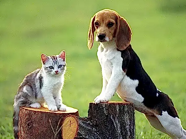 Beagler köpekler eğitildiği takdirde sosyal yaşama kolay entegre olur.