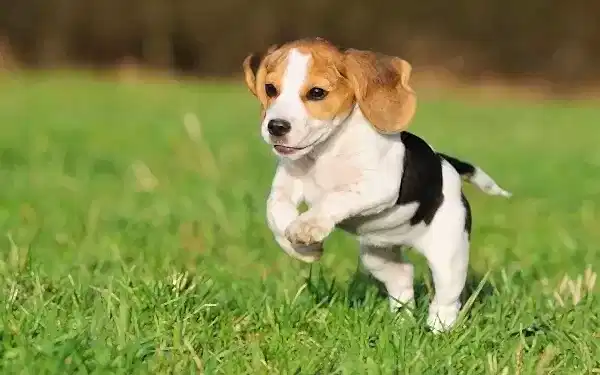 Beagle köpek ırkının egzersizleri ve oyunu ile düzenli olarak ilgilenilmesi gerekir.