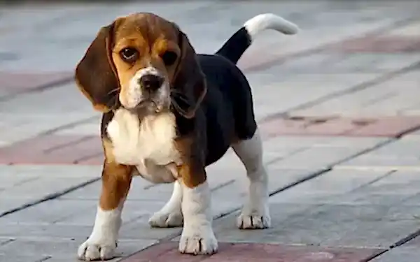 Beagle köpekleri güçlü ayakları ve sarkık kulakları ile dikkat çeker.