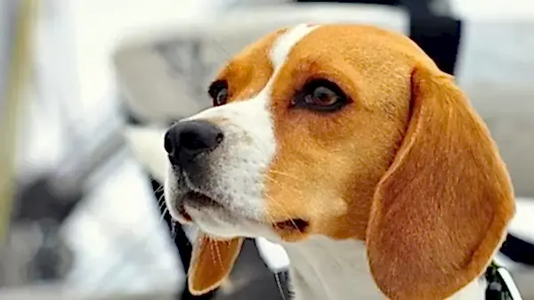 Beagle köpekler oldukça hareketli yapıya sahiptir.