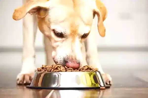 Köpeklerde fazla yemek zaman zaman kusmaya neden olabilir.