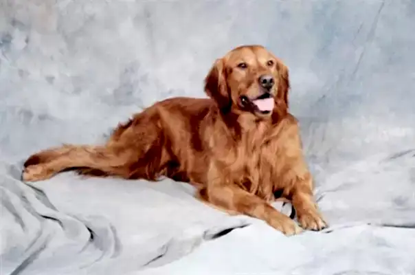 Amerikan Golden Retriever, Golden'ın üç türünden biridir.