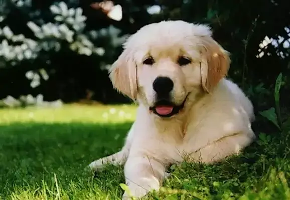 İngiliz Golden Retriever, Amerika ve Kanada'ya göre daha büyüktür.