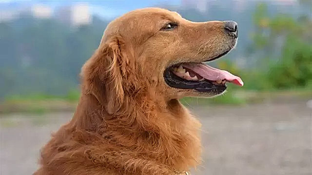 Kanada Golden Retriever, diğer ırklara kıyasla daha ufak fiziğe sahiptir.