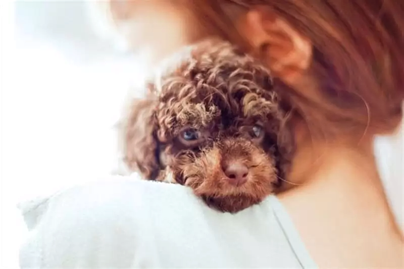Bebek Toy Poodle köpeklerimize mümkün olan tüm hassasiyetimizi göstermeliyiz.