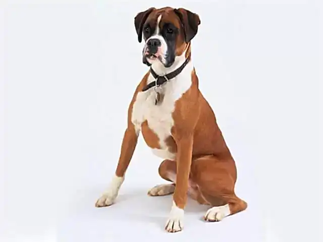 Boxer köpekler, aileye en uygun köpeklerden biridir.
