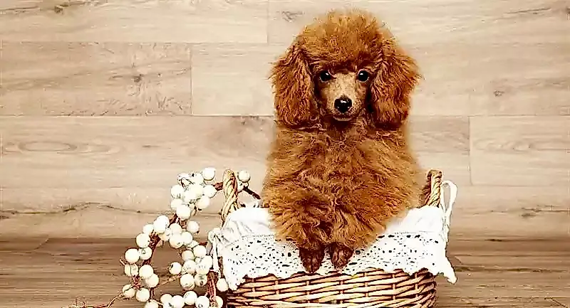 Toy Poodle köpekler, estetik yönünün yanı sıra oldukça kıvrak bir zekaya sahiptir.