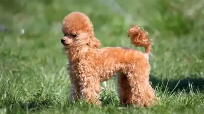 Toy Poodle dostlarımız estetik yönleriyle dikkat çeker.