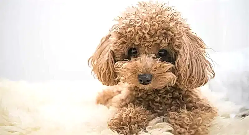 Yavru Toy Poodlerlar, zaman zaman sahibine zor anlar yaşatabilir.