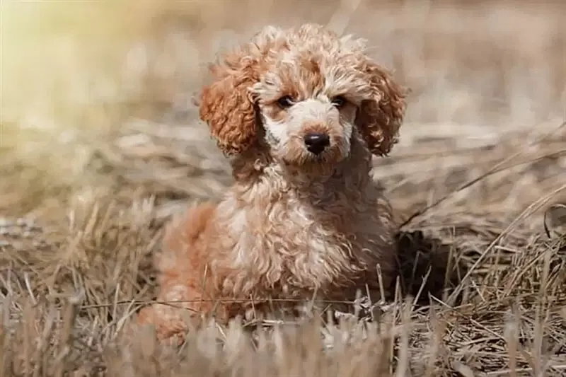 Toy Poodle köpekler oldukça zeki hayvanlardır.