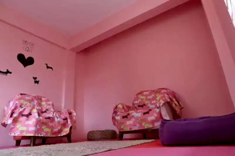 Köpek otelimizde yalnızca konaklama hizmeti değil eğitim hizmeti de bulunur.