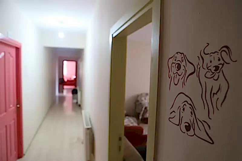 Dostlarınızı Loyal Friend köpek oteline emanet edin, gözünüz arkada kalmasın.