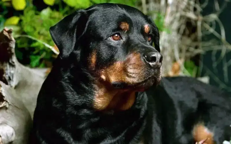 Rottweiler köpeklerin bakımında; beslenme, hastalıklar karşısında gösterilecek reaksiyon ve hijyen temel noktaları oluşturur.