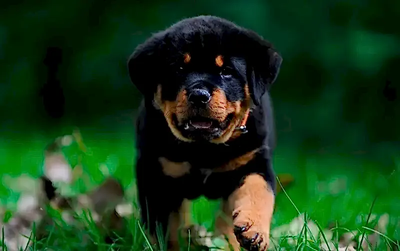 Rottweiler köpeklerin eğitim sürecinde uzman ve profesyonel bir eğitmenden yardım alınması gerekir.