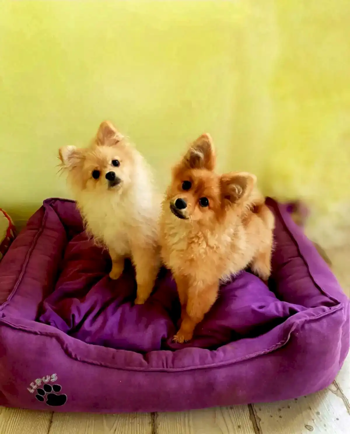 Otelimizin misafirleri Kavun ve Minnoş.