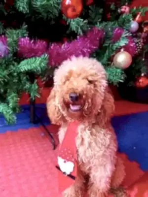 Loyal Friend'de dostlarımızın sosyalleşmesine ve disipline olmasına yardımcı oluruz.