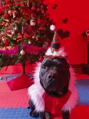 Köpeklerinizi Loyal Friend'e emanet edin, yokluğunuzda gözünüz arkada kalmasın..