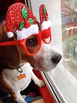 Loyal Friend, köpeklerinizi güvenle emanet edebileceğiniz sıcak bir yuvadır.