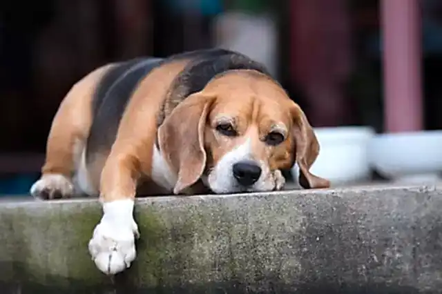 Köpeklerde kusma durumu zaman zaman halsizlik ve ishal ile bir arada görülür.