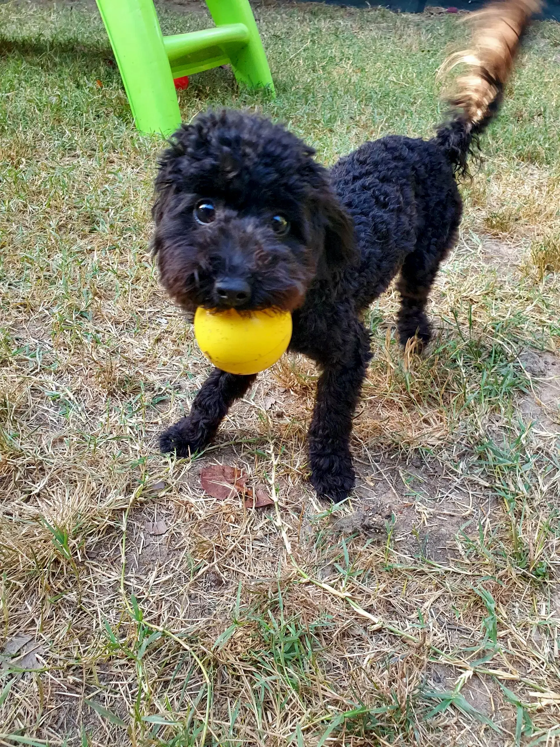 İlker Ayrık da köpeğini Loyal Friend'e emanet etti.