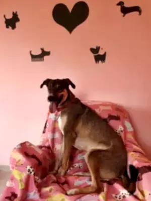 Zeynep Gülmez de köpeğini Loyal Friend'e emanet etti !