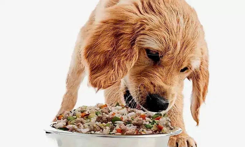 Köpeklerde beslenme dengesi, hastalıklarda belirleyici rol oynar.