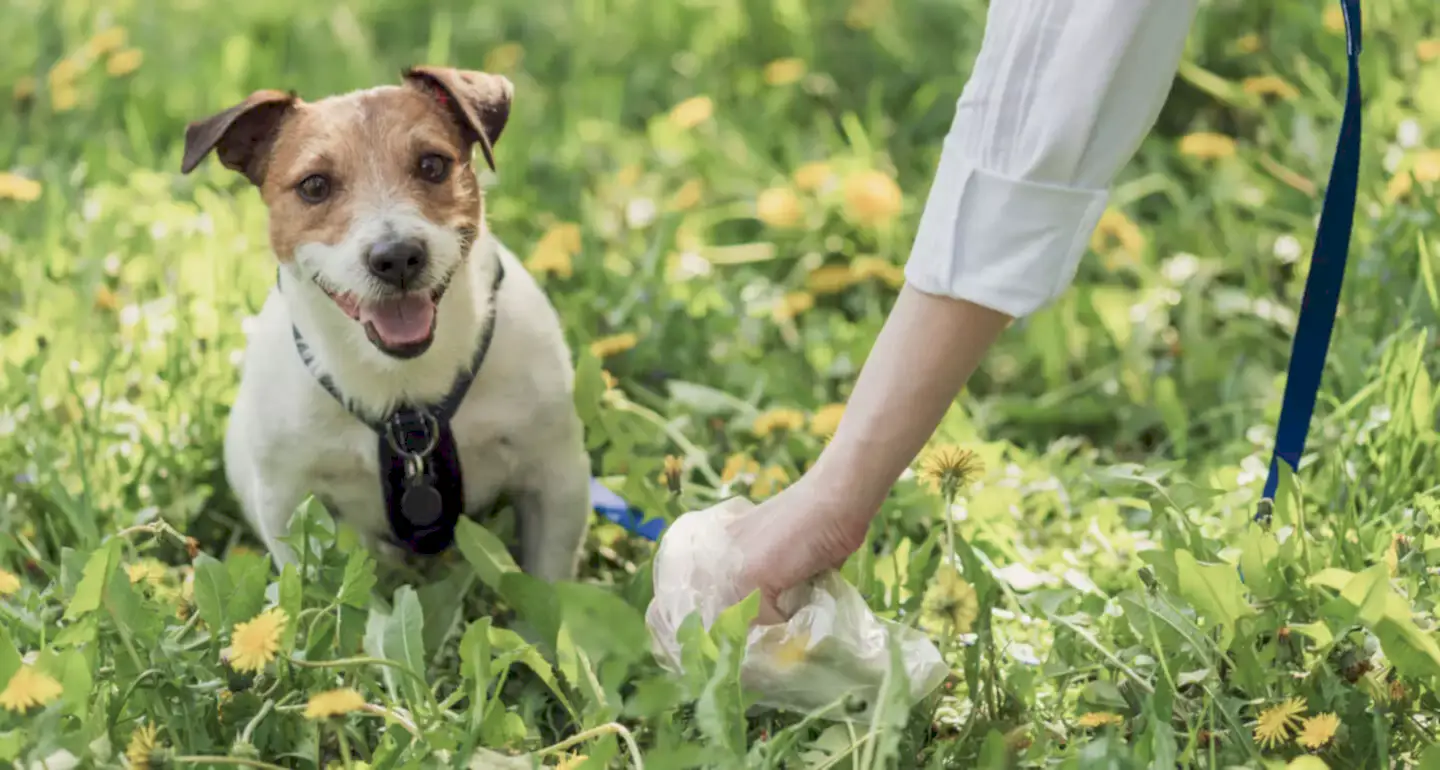 Köpeklerde ishali birkaç basit önlemle tedavi etmek mümkündür.