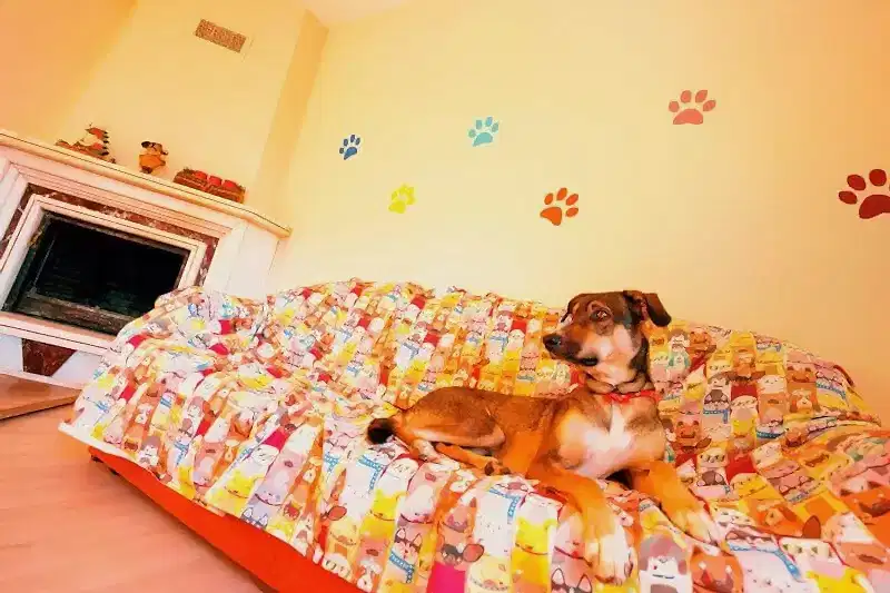 Loyal Friend'de profesyone, hijyenik ve güvenilir köpek oteli hizmeti.