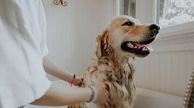 Köpeğimizi yıkarken suyun sıcaklığına dikkat etmemiz gerekir.