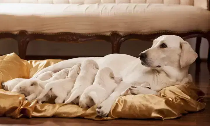 Köpeklerin vücudu hamilelik süreci boyunca hassaslaşır.