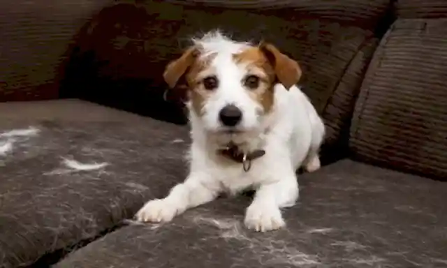 Köpeklerde tüy dökülmesinde en temel faktör; köpeğimizin mensup olduğu ırktır.