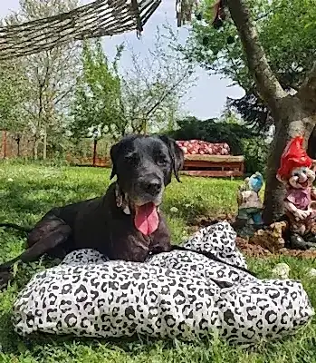 Loyal Friend Yaşlı Köpek Bakımı