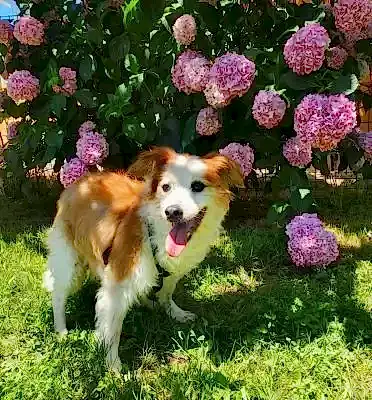 Loyal Friend Yaşlı Köpek Bakımı